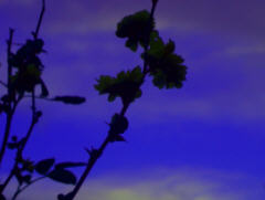 photo by zb