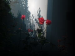 image by zb