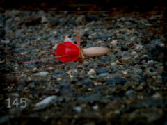 photo zb