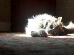 miss cat flo'