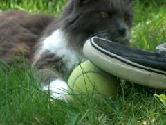 miss cat and the ball