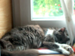 miss cat takes a nap