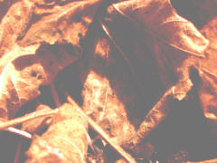 dead leaf